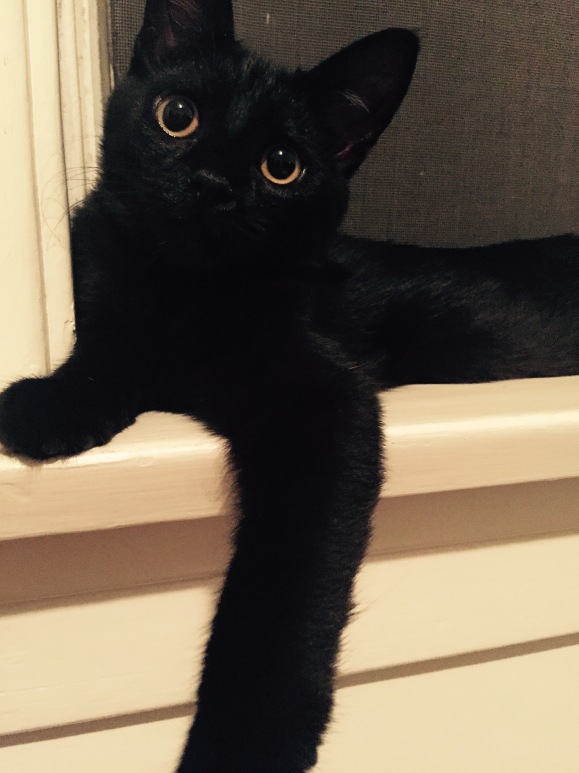 Theo's first night home. He immediately went to the windowsill.